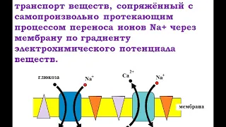 Активный транспорт  Натрий калиевый насос