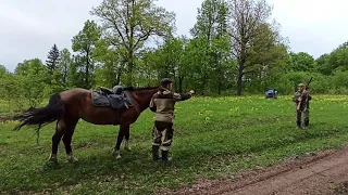 Охота на лошади с лайкой. Приучение лошади к выстрелу./horse hunting with husky. horse training