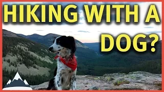 Hiking With A Dog - Tips and Considerations