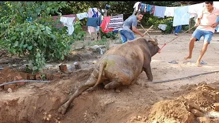 SALVANDO A VACA DA MORTE 😭. CAIU NO BURACO A VAQUINHA