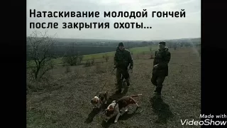 Натаскивание молодой гончей