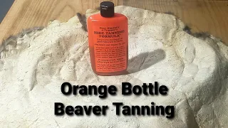In-depth Tanning A Beaver With The Orange Bottle | WILD MAINE