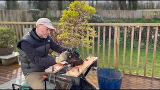 The Bonsai Guide to Life: Patience, Growth, and Inner Harmony