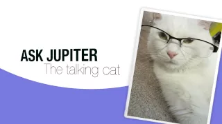 Got a Question? Ask the Cat! - Ask Jupiter