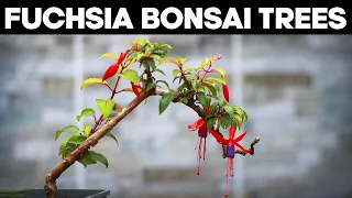 Fuchsia Bonsai Trees - Pruning and Shaping Ideas 🌱