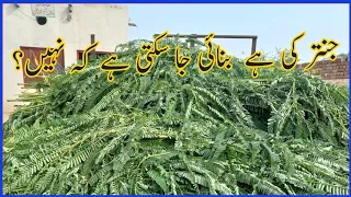 How to make Sesbania Hay //جنتر کی ہے  بنائی جا سکتی ہے کہ نہیں