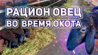 Правильный рацион овец во время окота