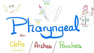 Pharyngeal Arches, Pouches, and Clefts (Grooves).