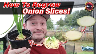 How To Regrow Onion Scraps, Will It Actually Work? // Can I Grow Unlimited Onions?!