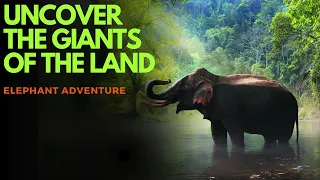 Elephant Adventure: Uncover the Giants of the Land | Amazing Scene of Wild Animals