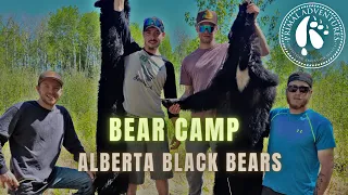 3 BEARS DOWN at BEAR CAMP | Alberta Black Bear Camp