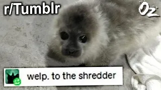 Tumblr Posts For the Shredder (r/Tumblr)
