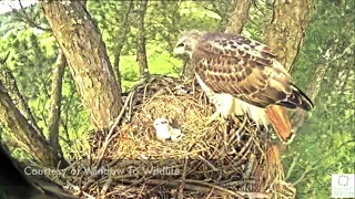 Angel The Leucistic Red-Tailed Hawk: Tom and the second Hatchling. 30 Apr-01 May 2023