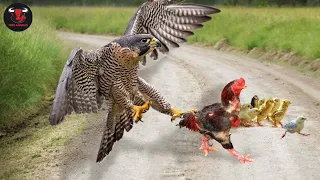 Eagle vs Chicken !!! Amazing Mother Chicken Protects The Chicks From Eagle