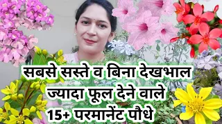 15+permanent plants that give more flowers without any care.साल-भर ज्यादा फूल चाहिए तो यह पौधे लें