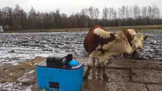 Коровы привыкают к автопоилке