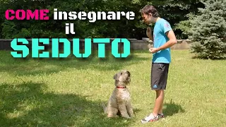 Come insegnare al cane il SEDUTO - ADDESTRAMENTO CANI