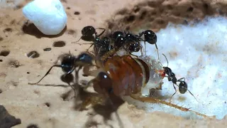 Messor barbarus attacking cockroach