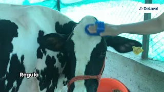 Grooming makes cow happy and healthy