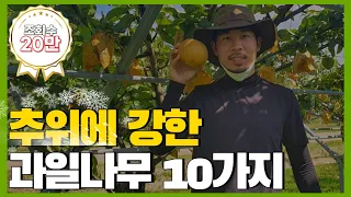 추위에 강한!! 과일나무 10가지 소개 (유실수,내한성)