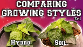 Soil vs Aeroponics vs Dwc vs Kratky | Ep.1