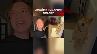 Эксайлу подарили собаку мечты 🥹