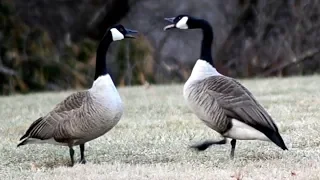 Goose honk / call sounds