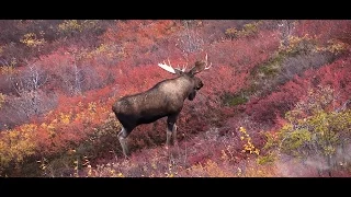 Canadian Double - Hunting Moose and Caribou