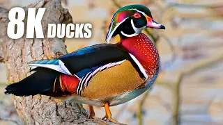 Ducks Animals Collection 8K TV HDR 60FPS ULTRA HD