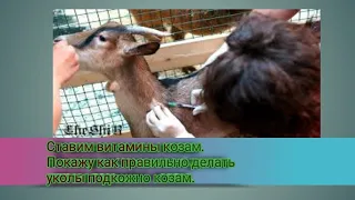 Ставим витамины козам. Покажу как правильно делать уколы подкожно козам.