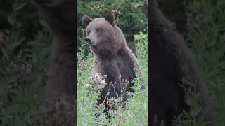 Анекдот про пессимиста и оптимиста