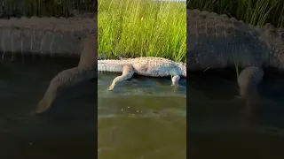 Discovered a dead alligator while kayak fishing