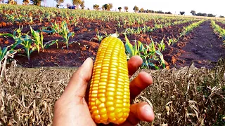 Como Sembrar Maíz🌽 Muy Fácil |Paso a Paso| Cultivo de Maíz Amarillo