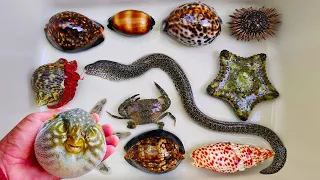Catch pufferfish and hermit crabs, snails, conch, eels, crabs, nemo fish, starfish, salamanders