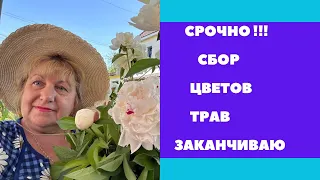 Цветы , травы БОЛЬШЕ НЕ СОБИРАЮ !