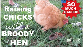 Raising Chicks with Broody Hens: SO MUCH EASIER Than Mail-Order Chicks!!!