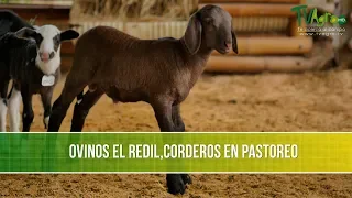 Produccion de Carne de Cordero en Pastoreo- TvAgro por Juan Gonzalo Angel Restrepo