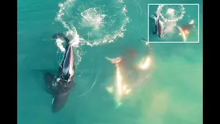 First ever drone footage of Orcas killing Great White shark (South Africa, 2022)