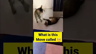 What is this Move called 🤔 #shorts #short #shortsfeed #cat #kitten #funny #move #tigini