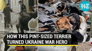 'Detected 200 bombs': Zelensky awards hero dog 'Patron' for saving lives since Ukraine war began