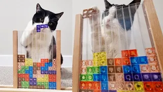 Cat Plays Tetris Himself. Incredible!