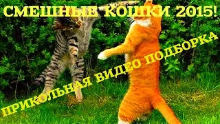 Смешные Кошки 2015 / Funny Cats 2015 / Прикольная Видео Подборка