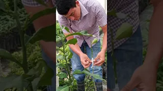 PRACTICA: injertos de limon persa