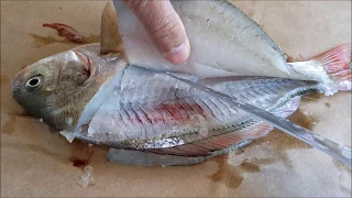 How to Fillet a Surf Perch