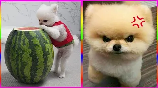 Funny and Cute Dog Pomeranian 😍🐶| Funny Puppy Videos #220