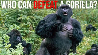 10 Animals That Could Defeat a GORILLA