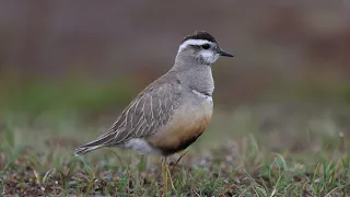 Bland fjällpipare och ren (Among dotterels and reindeer)