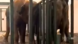 Встреча двух цирковых слонов спустя 20 лет!