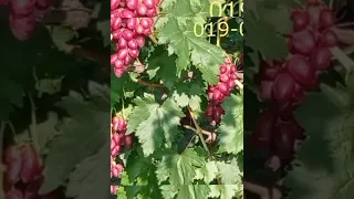 @Basanti super grapes. Виноград Басанті #shortsyoutube