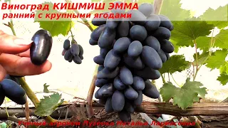 Виноград КИШМИШ ЭММА - крупноплодна форма винограда селекции Калугина